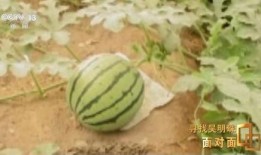 新疆吃的什么瓜,探寻新疆特色瓜类美食之旅