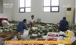 吃瓜湖州老师,吃瓜背后的教育情怀