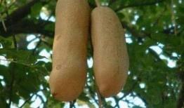 大树瓜可以吃吗,能否成为餐桌上的美味佳肴？