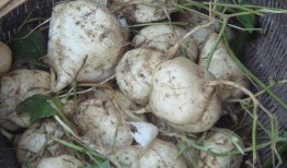 土瓜可以晒干吃,传统美食的晒晒时光