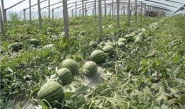 东北打架吃瓜,打架吃瓜背后的故事