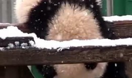 吃瓜小熊滑板,吃瓜小熊的滑板冒险之旅