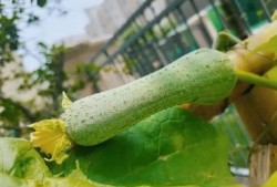 百高吃瓜,揭秘娱乐圈幕后真相