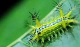 只吃瓜的害虫,揭秘只吃瓜的神秘害虫