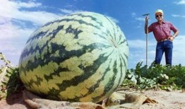 精彩的吃瓜,揭秘娱乐圈那些精彩吃瓜瞬间