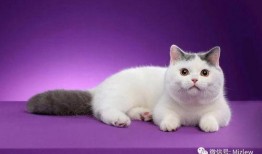 吃瓜群众小明,揭秘娱乐圈幕后故事