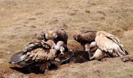吃瓜秃鹫,揭秘神秘生物的生存智慧