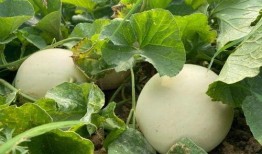 白富美吃瓜,揭秘娱乐圈的幕后故事