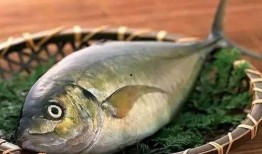 韩国人吃八瓜鱼,八瓜鱼的独特风味与食文化