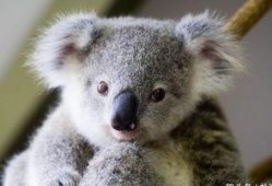 无尾熊吃瓜基地超话,揭秘娱乐圈幕后风云