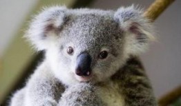 无尾熊吃瓜基地超话,揭秘娱乐圈幕后风云