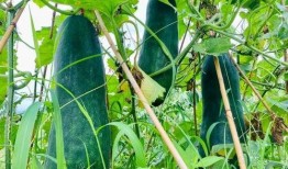 热瓜速吃,揭秘娱乐圈最新热点事件