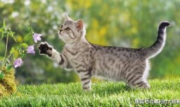 猫可以吃乳瓜,乳瓜，猫咪的新宠