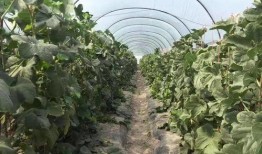 英国海南吃瓜,吃瓜群众纷纷点赞