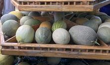 新疆吃的什么瓜,探寻新疆特色瓜类美食之旅