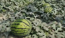 张石头老师吃瓜,揭秘娱乐圈幕后故事