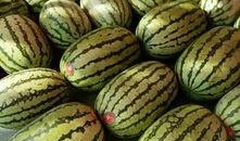 各个学校吃大瓜,揭秘各大院校的“吃瓜”盛事