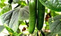 毛瓜中间可以吃吗,揭秘可食用之谜