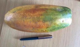 吃瓜随笔集锦,吃瓜随笔集锦精选