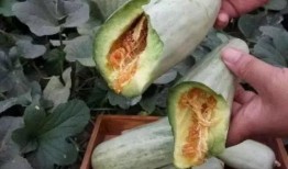 野排吃瓜,揭秘娱乐圈幕后故事