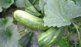 吃瓜的功能,轻松解锁夏日清凉新姿势