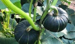 大角瓜怎么吃才好吃,大角瓜美味食法大揭秘