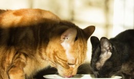 猫可以吃乳瓜,乳瓜，猫咪的新宠