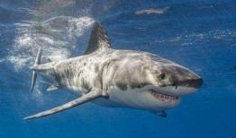 白鲨吃瓜,揭秘海洋霸主的白鲨吃瓜之谜