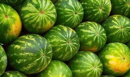 看瓜可以吃不,看瓜也能饱腹的奇妙体验