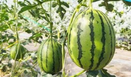 甜可心吃瓜,揭秘娱乐圈那些不为人知的幕后故事