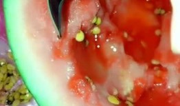 吃希瓜不吐籽,揭秘夏日消暑新时尚