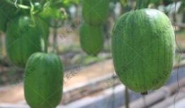 苹果吃瓜应用,轻松掌握娱乐圈动态，畅享娱乐资讯盛宴