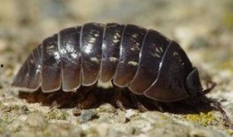 只吃瓜的害虫,揭秘只吃瓜的神秘害虫