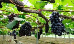 吃瓜亭和藤萝,探寻古韵与现代交融的奇妙之旅