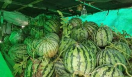 河南信阳少女吃瓜,一场吃瓜引发的甜蜜风波