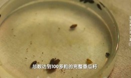 古代吃瓜不吐籽,吃瓜不吐籽，品味传统饮食文化