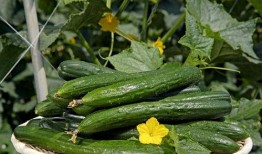 玫瑰刺吃瓜,揭秘玫瑰刺的独特魅力