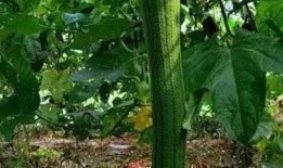 莲塘县吃瓜,品味夏日田园风情