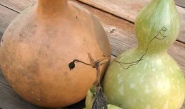 常熟人吃的葫芦瓜,葫芦瓜的独特风味探索