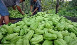 家人瓜可吃,探寻家常美味与营养的完美融合