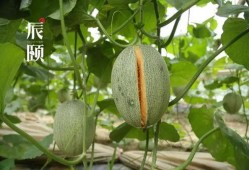 密瓜是怎么吃的