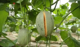 密瓜是怎么吃的