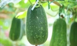 莲塘县吃瓜,品味夏日田园风情