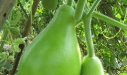 瓠瓜怎么吃减脂,减脂养生两不误