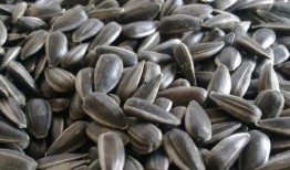 吃瓜甩瓜子,一场别开生面的吃瓜甩瓜子盛宴