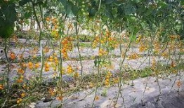 吃瓜亭和藤萝,探寻古韵与现代交融的奇妙之旅