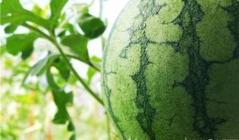 天水吃瓜视频,揭秘当地美食文化盛宴