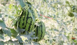 吃瓜炸裂网红,吃瓜炸裂！揭秘网红背后的惊人真相