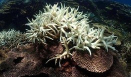 珊瑚网站吃瓜,揭秘网络吃瓜群众的狂欢盛宴