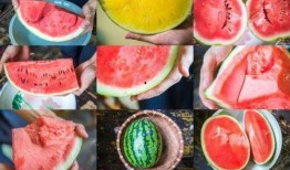 麒麟瓜坏瓜多吗怎么吃的,常见坏瓜问题及美味食用攻略